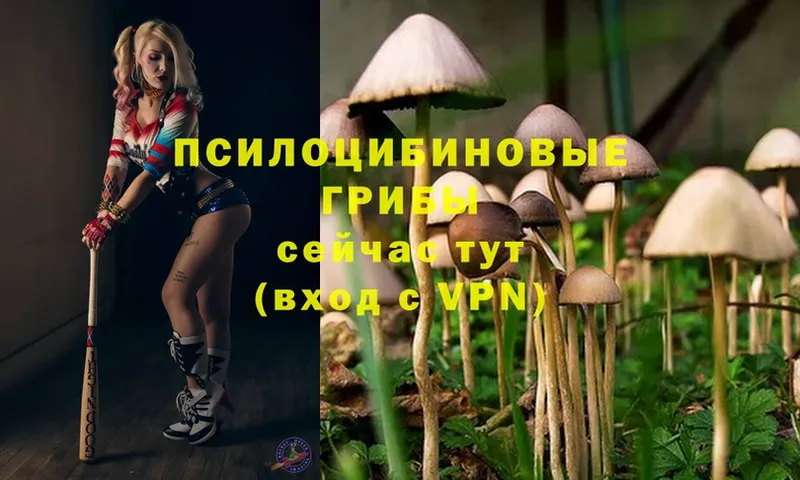 ОМГ ОМГ   Наволоки  Псилоцибиновые грибы Psilocybe 